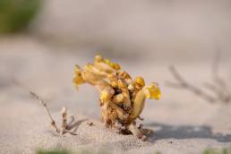 Desert Hyacinth (Cistanche tubulosa)