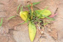 Habenaria socotrana