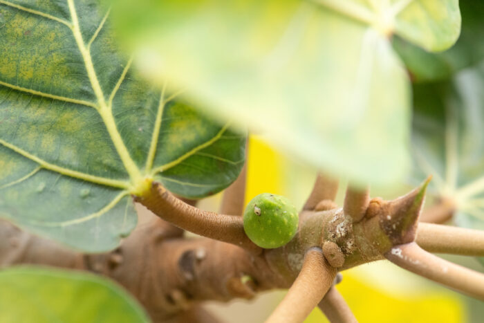 Ficus vasta