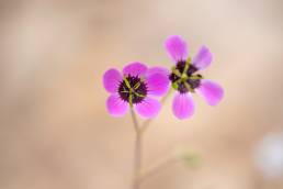 Geranium biuncinatum