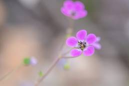 Geranium trilophum