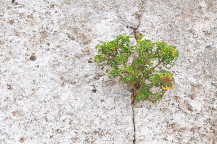 Socotra plant (Apiaceae)