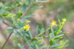 Aden Currybush (Lasiosiphon socotranus)