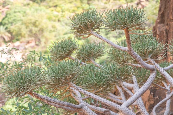 Euphorbia arbuscula