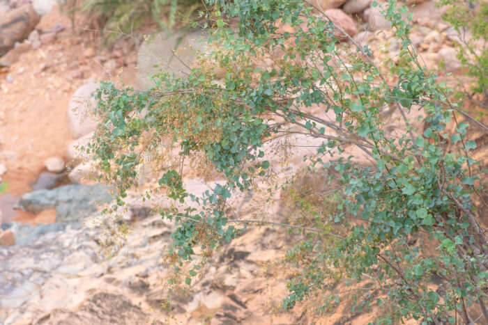 Plumbago socotrana