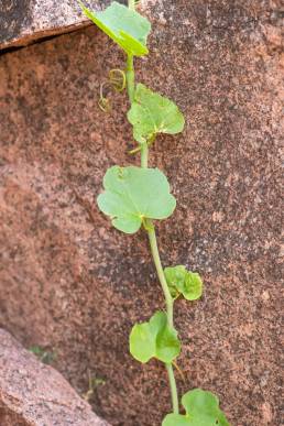 Cissus paniculata