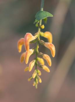 Angkalanthus oligophylla