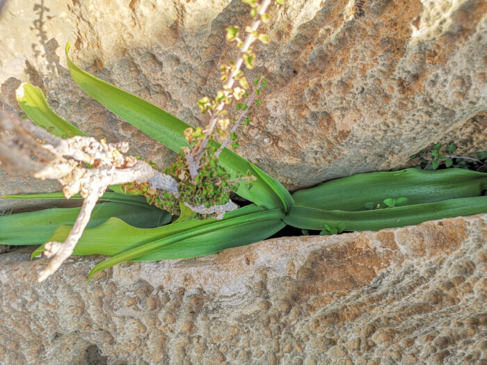 Socotra plant 54 (Grass Lilies)