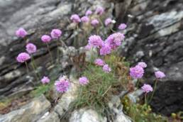 Strandnellik (Armeria maritima)