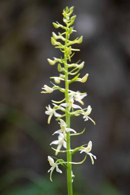 Nattfiol (Platanthera bifolia)