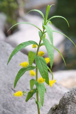 Gulldusk (Lysimachia thyrsiflora)