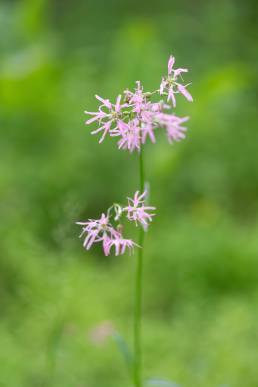 Hanekam (Silene flos-cuculi)