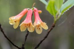 Rhododendron cinnabarinum