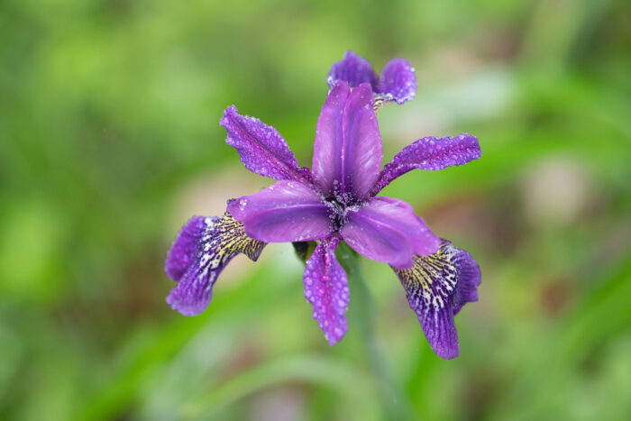 Iris clarkei