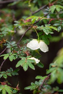 Silky Rose (Rosa sericea)