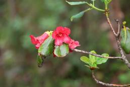 Rhododendron thomsonii