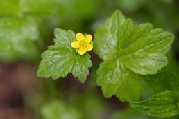 Sikkim plant (Ranunculaceae)