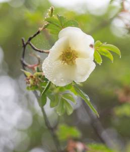 Silky Rose (Rosa sericea)