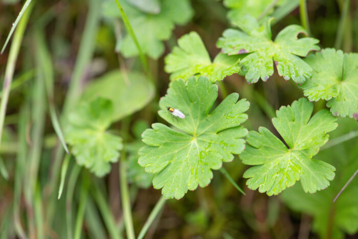 Sikkim plant (Geranium)