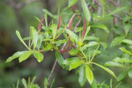 Salix myrtillacea