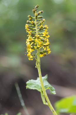 Ligularia fischeri