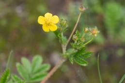 Sikkim plant (Potentilla)