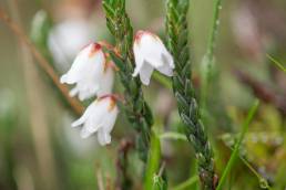 Himalayan Heather (Cassiope fastigiata)