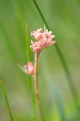 Aletris pauciflora var. pauciflora