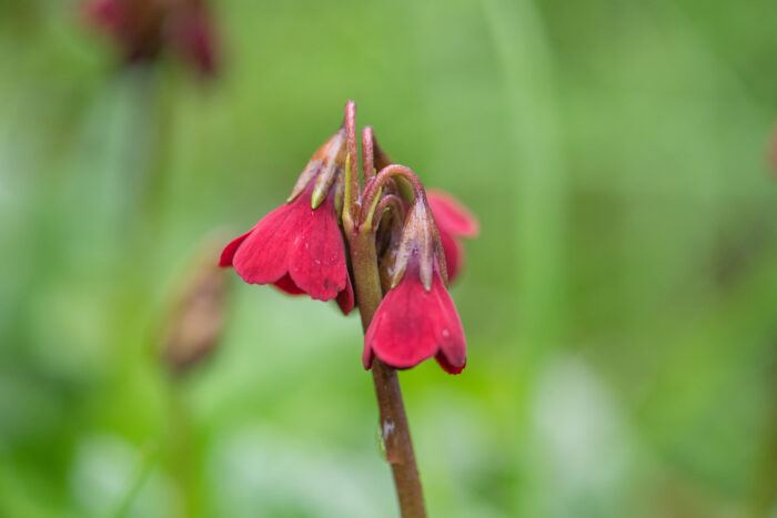 Primula kingii