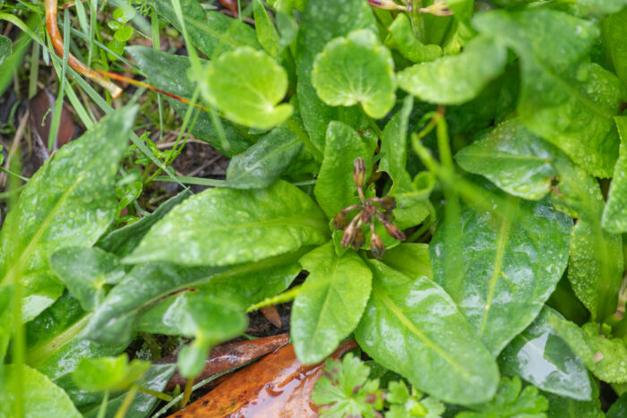 Primula kingii