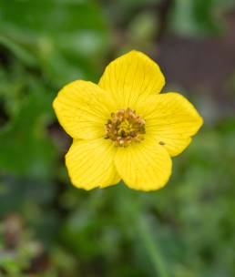 Entire-leaf Marsh Marigold (Caltha scaposa)