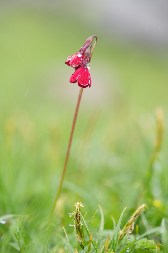 Primula kingii