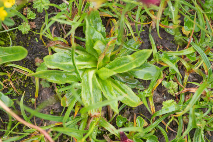 Primula kingii