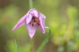 Lilium nanum