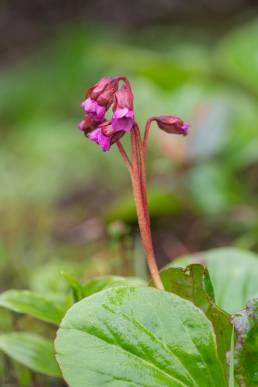 Bergenia purpurascens