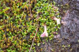 Diapensia himalaica