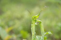 Jacquemont's Cobra Lily (Arisaema jacquemontii)