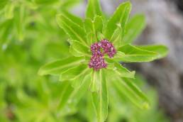 Sikkim plant (Rhodiola)