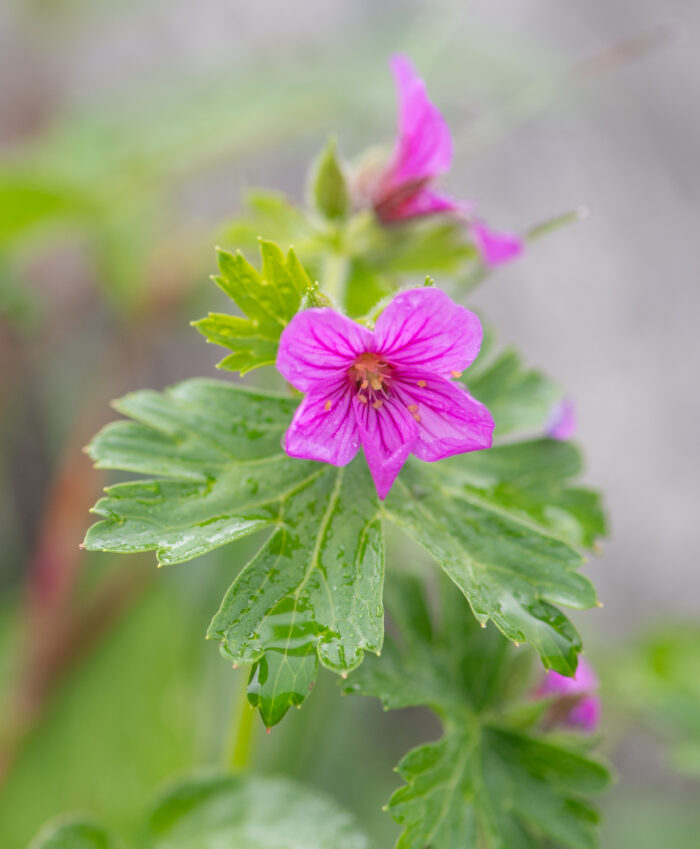 Sikkim plant (Geranium)