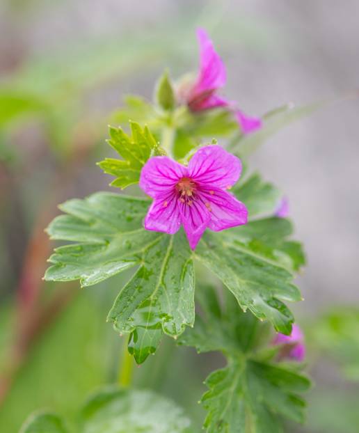 Sikkim plant (Geranium)