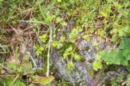 Sikkim plant (Potentilla)