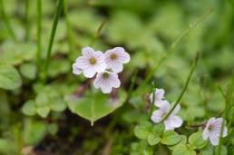 Sikkim plant (Acanthophyllum)