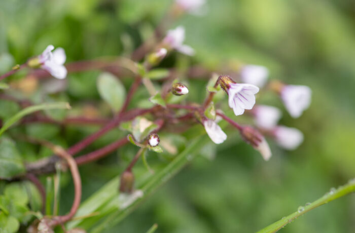 Sikkim plant (Acanthophyllum)