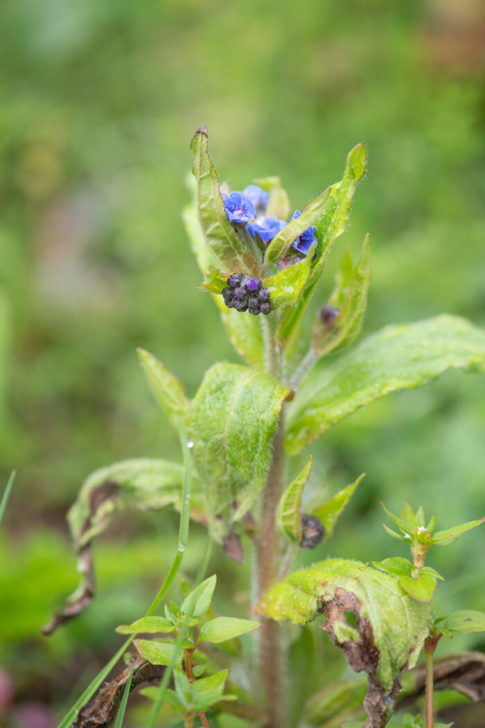 Sikkim plant…</p><hr class=