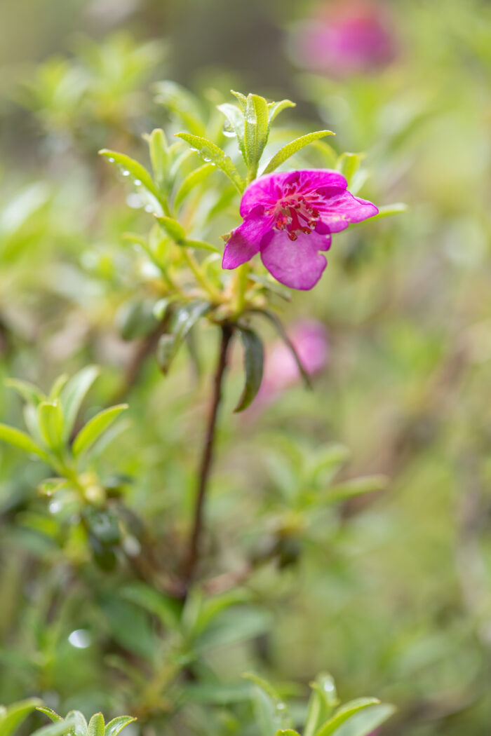 Willow-leaved Rhododendron (Rhododendron lepidotum)