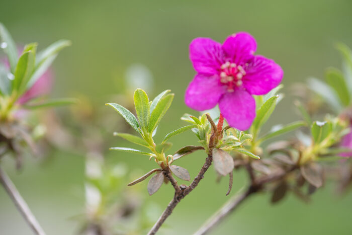 Willow-leaved Rhododendron (Rhododendron lepidotum)