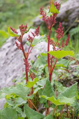 Rheum acuminatum