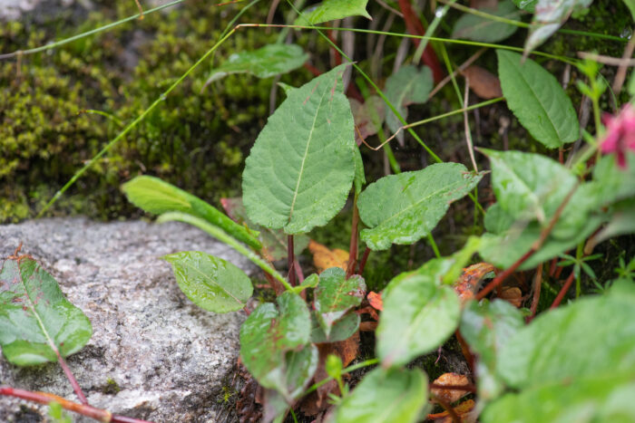 Sikkim plant (Bistorta)