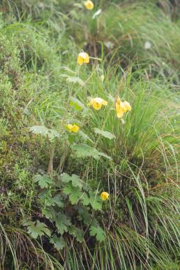 Himalayan Woodland Poppy (Cathcartia villosa)