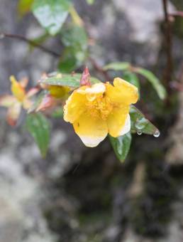 Hypericum choisyanum